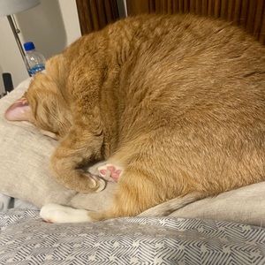 Meet your Posher, Sheri